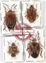 Scientific lot no. 1187 Heteroptera (4 pcs A2)