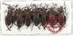 Scientific lot no. 1190 Heteroptera (7 pcs)