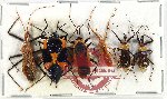 Scientific lot no. 1178 Heteroptera (6 pcs A-)