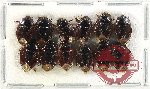 Scientific lot no. 1199 Heteroptera (12 pcs A2)