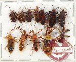 Scientific lot no. 1177 Heteroptera (13 pcs)