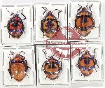 Scientific lot no. 1175 Heteroptera (6 pcs A-, A2)