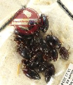 Scientific lot no. 158 Dytiscidae (16 pcs)