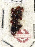Scientific lot no. 160 Dytiscidae (13 pcs)