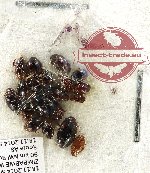 Scientific lot no. 157 Dytiscidae (17 pcs)