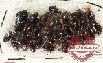 Scientific lot no. 150 Dytiscidae (28 pcs)