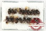 Scientific lot no. 482 Hymenoptera (20 pcs)