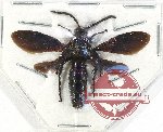 Scoliidae sp. 72