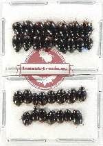 Hydrophilidae Scientific lot no. 275 (30 pcs)