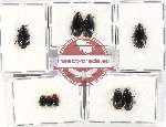 Hydrophilidae Scientific lot no. 273 (9 pcs)
