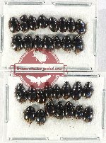 Hydrophilidae Scientific lot no. 276 (30 pcs)