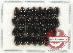 Hydrophilidae Scientific lot no. 272 (29 pcs)