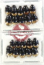 Hydrophilidae Scientific lot no. 274 (20 pcs)