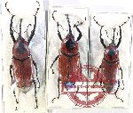 Scientific lot no. 808 Curculionidae (3 pcs - 1 pc A2)