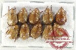 Scientific lot no. 358 Rutelinae (10 pcs)