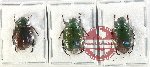 Scientific lot no. 356 Rutelinae (3 pcs - 1 pc A2)