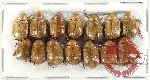 Scientific lot no. 357 Rutelinae (14 pcs A-, A2)