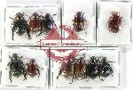 Scientific lot no. 360 Rutelinae (11 pcs A, A-, A2)