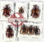 Scientific lot no. 359 Rutelinae (8 pcs A, A-, A2)
