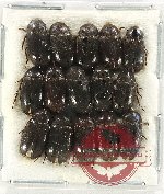 Dermestidae Scientific lot no. 15 (15 pcs)