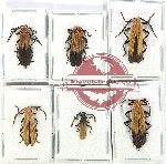 Scientific lot no. 25 Lycidae (6 pcs)