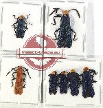 Scientific lot no. 28 Lycidae (7 pcs - 1 pc A2)