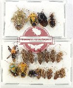 Scientific lot no. 1184 Heteroptera (19 pcs)