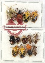 Scientific lot no. 1183 Heteroptera (13 pcs)