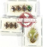 Scientific lot no. 1201 Heteroptera (8 pcs - 3 pcs A2)