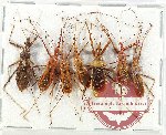 Scientific lot no. 1176 Heteroptera (7 pcs)