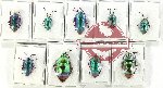 Scientific lot no. 1205 Heteroptera (9 pcs A, A-, A2)