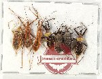 Scientific lot no. 1179 Heteroptera (7 pcs A-)