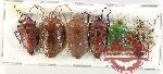 Scientific lot no. 1180 Heteroptera (6 pcs A-/A2)