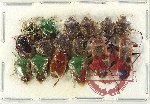 Scientific lot no. 1200 Heteroptera (16 pcs A, A-, A2)