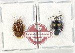 Scientific lot no. 1189 Heteroptera (2 pcs A2)