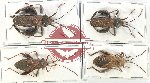 Scientific lot no. 1204 Heteroptera (Coreidae) (4 pcs)