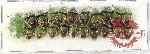 Scientific lot no. 1181 Heteroptera (21 pcs A-/A2)