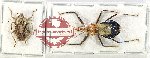 Scientific lot no. 1188 Heteroptera (2 pcs A2)
