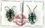 Scientific lot no. 1172 Heteroptera (2 pcs)
