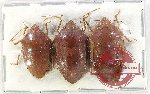 Scientific lot no. 1182 Heteroptera (3 pcs)