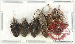 Scientific lot no. 1202 Heteroptera (5 pcs A2)