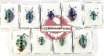 Scientific lot no. 1206 Heteroptera (Scutellarinae) (9 pcs A, A-, A2)