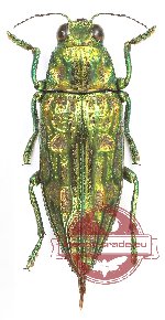 Chrysodema (s.str.) sp. 35 (A-)