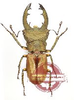 Cyclomatus margaritae