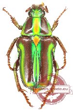 Pygora (s.str.) lenocinia
