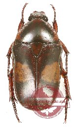Chondorrhina (s.str.) trivittata shimbaensis