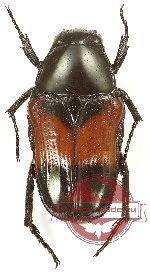 Tetraodorhina scapha (A2)