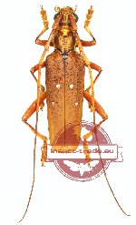 Dejanira quadripunctata