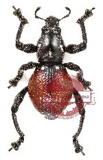 Curculionidae sp. 5 (A-)