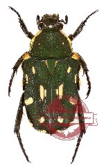Glycyphana (Heteroglycyphana) florensis